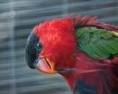 /album/lori-cervenolici-purple-naped-lory/lori-cervenolici-3-jpg/